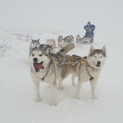 dogsledding in the snow